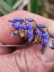 Dianella caerulea assera