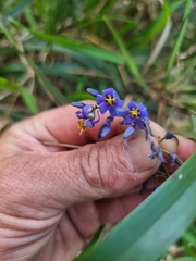 Dianella caerulea assera