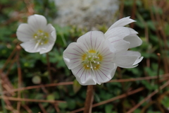 Oxalis griffithii