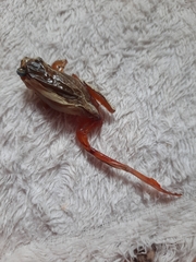 Dendropsophus elegans