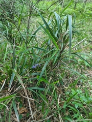 Dianella caerulea assera