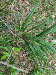 Dianella caerulea assera