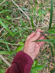 Dianella caerulea assera