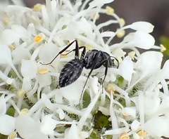 Camponotus niveosetosus