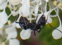 Camponotus niveosetosus