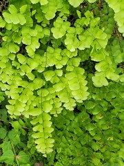 Adiantum amplum