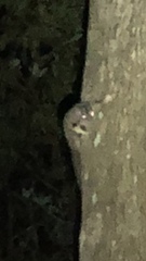 Petaurus norfolcensis