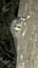 Petaurus norfolcensis