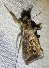 Chrysodeixis argentifera