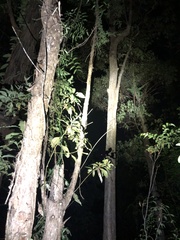 Petaurus norfolcensis