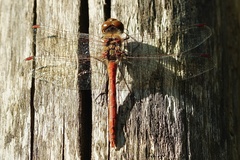 Sympetrum meridionale