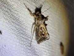 Chrysodeixis argentifera