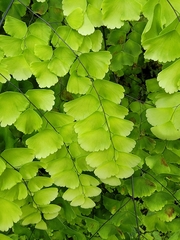 Adiantum amplum