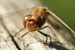 Sympetrum meridionale