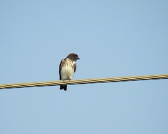 Petrochelidon fluvicola