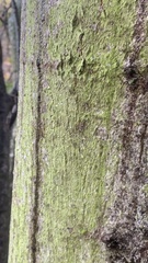 Candelariella efflorescens