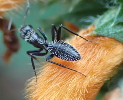 Camponotus niveosetosus