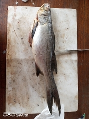 Polydactylus quadrifilis