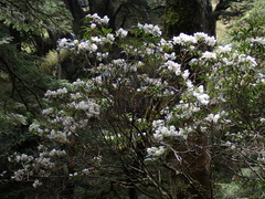 Rhododendron pseudochrysanthum