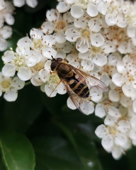 Syrphus reedi