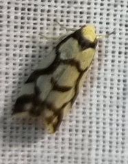 Scaptesyle dichotoma