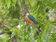 Pelargopsis capensis