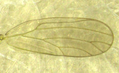 Cryptoneossa triangula