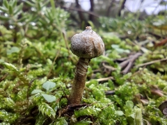 Tulostoma brumale