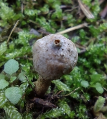 Tulostoma brumale