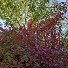 Cornus alba