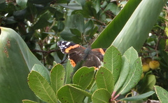 Vanessa atalanta atalanta