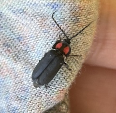 Pyractonema