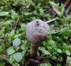 Tulostoma brumale