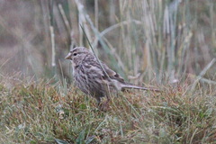 Linaria flavirostris