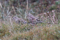 Linaria flavirostris