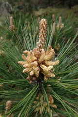 Pinus taiwanensis