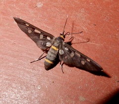 Amata cyssea
