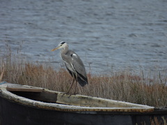 Ardea cinerea
