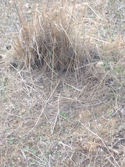 Macrochloa tenacissima