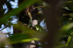 Phelsuma borbonica mater