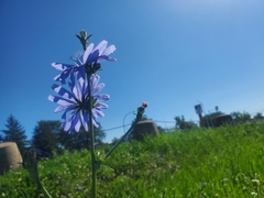 Cichorium intybus