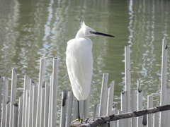 Egretta garzetta