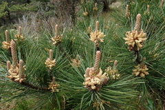 Pinus taiwanensis