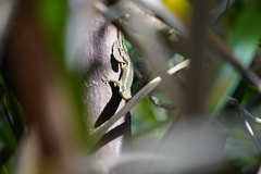 Phelsuma borbonica mater