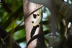 Phelsuma borbonica mater
