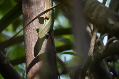 Phelsuma borbonica mater