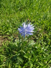 Cichorium intybus