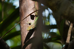 Phelsuma borbonica mater
