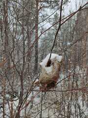 Eriogaster lanestris