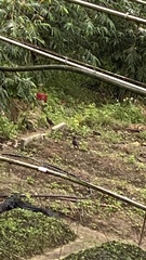 Acridotheres javanicus